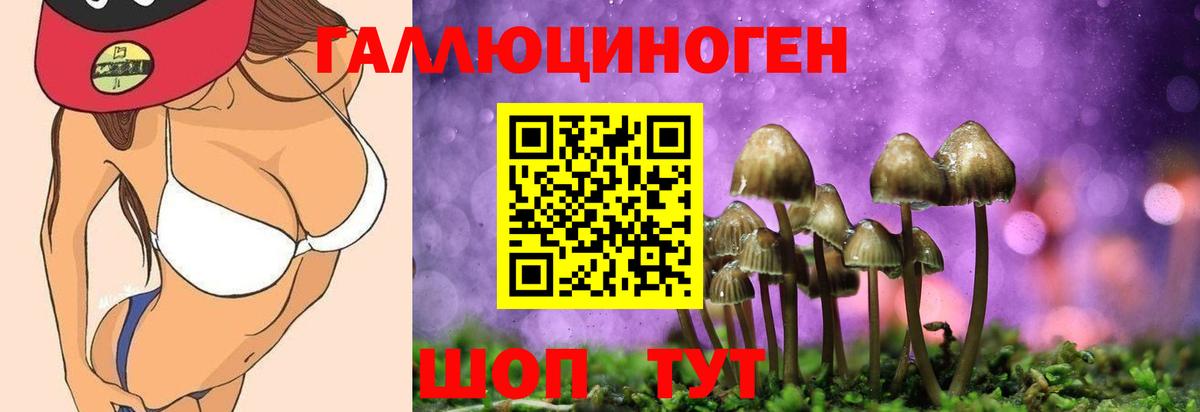 Артём  Псилоцибиновые грибы Psilocybine cubensis  Вход с VPN 